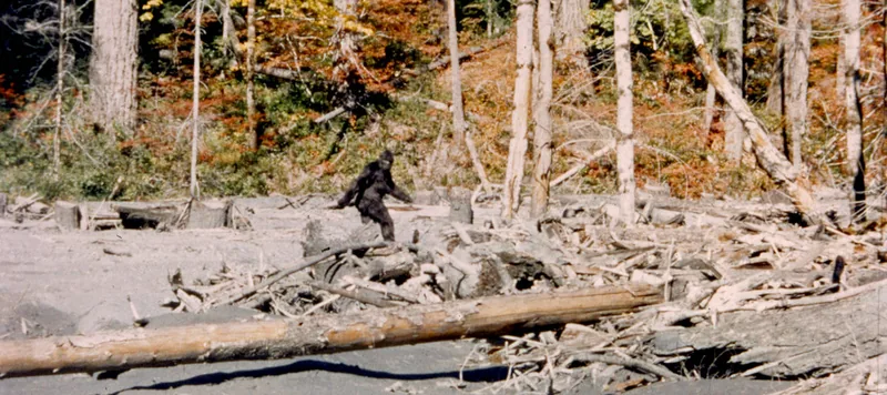 A Bigfoot figure in the woods
