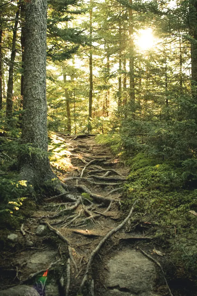 A sunlit trail through the forest