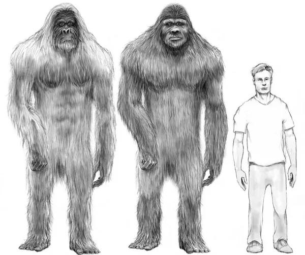 Size comparison of Gigantopithecus blacki and a human