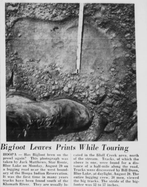 Newspaper clipping: Bigfoot Leaves Prints While Touring